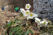 18 Helleborus niger (Elleboro nero o Rosa di Natale)